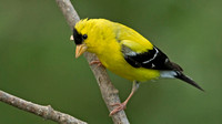 American Goldfinch, 6 August 2015, Mansfield, Tolland Co.