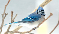 Blue Jay in a Blizzard,29 January 2022, Mansfield, Tolland co.