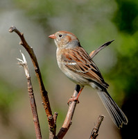 Field Sparrow, 4 May 2024, North Windham, Windham Co.