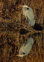 Great Blue Heron, 19 February 2023, Westport, Fairfield Co.