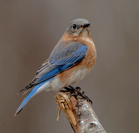 Eastern Bluebird, 23 February 2023, Mansfield, Tolland Co.