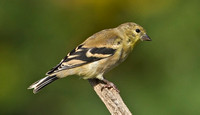 American Goldfinch, 25 September 2015, Mansfield, Tolland Co.