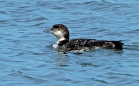 Common Loon, 12 March 2023, Stratford, Fairfield Co.