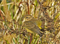 Yellow Palm Warbler, 16 / 18 October 2015, Mansfield, Tolland Co.