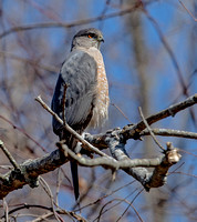 Cooper's Hawk, 27 March 2023, Mansfield, Tolland Co.