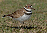Killdeer, 30 March 2023, Madison, New Haven Co.