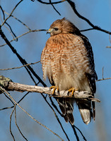 Red-shouldered Hawk, 30 March 2023, Salem, New London Co.