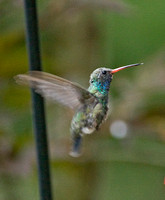 Broad-billed Hummingbird, Dennis, MA