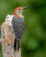 Red-bellied Woodpecker, 9 June 2023, Mansfield, Tolland Co