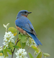Eastern Bluebird, 29 April 2023, Mansfield, Tolland co