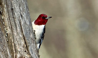 Red-headed Woodpecker (record shots), 28 February 2016, Old Lyme, New London Co.