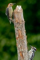 Red-bellied Woodpecker, 16 June 2023, Mansfield, Tolland Co.