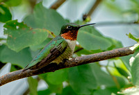 Ruby-throated Hummingbird, 16 June 2023, Mansfield, Tolland Co.