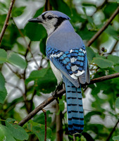 Blue Jay, 16 June 2023, Mansfield, Tolland Co