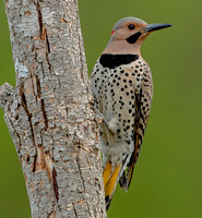 Northern "Yellow-shafted" Flicker, 8 May 2023, Mansfield, Tolland Co