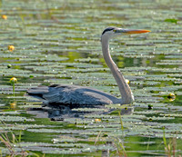 Great Blue Heron, 31 May 2023, Mansfield, Tolland Co