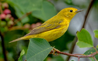 Yellow Warbler, 21 June2023, Mansfield, Tolland Co