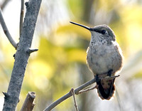 Selasphorus Hummingbird,  rufus, (record shots), 20 Nov 2015, Montville, NL Co.