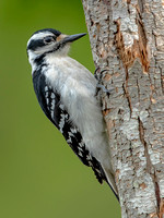 Hairy Woodpecker, 8 May 2023, Mansfield, Tolland Co.