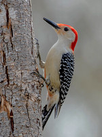 Red-bellied Woodpecker, 15 April 2023, Mansfield, Tolland Co.