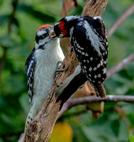 Downy Woodpecker, 21 June 2023, Mansfield, Tolland Co