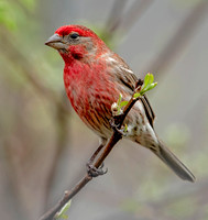 House Finch, Early Spring 2023, Mansfield, Tolland County