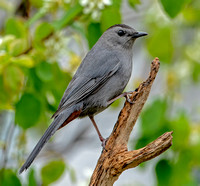 Gray Catbird, 4 May 2023, Mansfield, Tolland Co