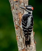 Hairy Woodpecker,16 June 2023, Mansfield, Tolland Co.