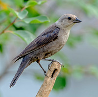 Brown-headed Cowbird, 2 July 2022, Mansfield, Tolland Co,