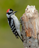 Downy Woodpecker, 28 April 2023, Mansfield, Tolland Co.
