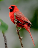 Northern Cardinal, 9 June 2023, Mansfield, Tolland Co.