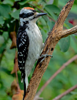 Hairy Woodpecker, 22 June 2023.Mansfield, Tolland Co