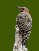 Northern "yellow-shafted" Flicker, 27 April 2023, Mansfield, Tolland Co.