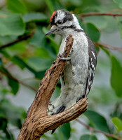 Downy Woodpecker, 16 June 2023, Mansfield,  Tolland Co.