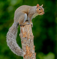 Gray Squirrel, 16 June 2023, Mansfield, Tolland Co.