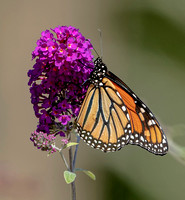 Monarch, 23 September 2022, Mansfield, Tolland Co