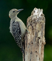 Red-bellied Woodpecker, 13 July 2024,  Mansfield., Tolland Co,