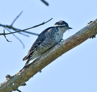 Black-backed Woodpecker, Topsfield, Maine