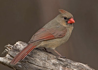 Northern Cardinal, 24 March 2016, Mansfield, Tolland Co.