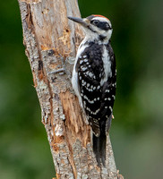 Hairy Woodpecker, 7 July 2023, Mansfield, Tolland Co.