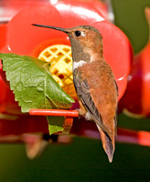Rufous Hummingbird, Middle Haddam