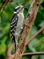 Downy Woodpecker.7 July 2023, Mansfield, Tolland Co,
