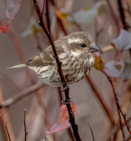 Purple Finch, 10 November 2024, Mansfield, Tolland Co.