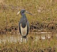 Tricolored Heron, 1 May 2016, Madison, New Haven Co.