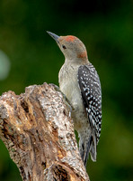 Red-bellied Woodpecker, 15 July 2023, Mansfield, Tolland Co.