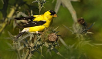 American Goldfinch, September 2013,  CT