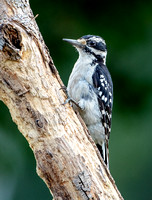 Hairy Woodpecker, 28 July 2023, Mansfield, Tolland Co.