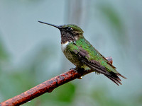 Ruby-throated Hummingbird, 28 July 2023, Mansfield, Tolland Co.