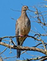 Mourning Dove, 6 August 2023, Madison, New Haven Co