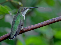 Ruby-throated Hummingbird, 7 August 2023, Mansfield, Tolland Co